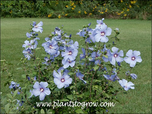 Blue Satin Hibiscus (Hibiscus syriacus) 
This plant has been in my garden for two years.  I call it a 